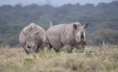 The Classic Connector